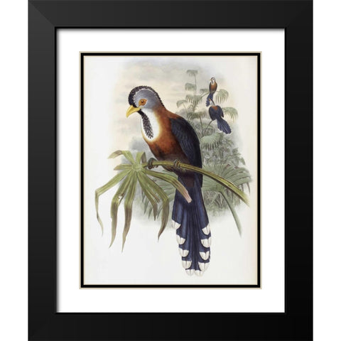 Curled-Crested Cuckoo Black Modern Wood Framed Art Print with Double Matting by Glover, John