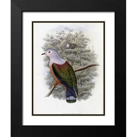 Finschs Fruit-Pigeon Black Modern Wood Framed Art Print with Double Matting by Gould, John