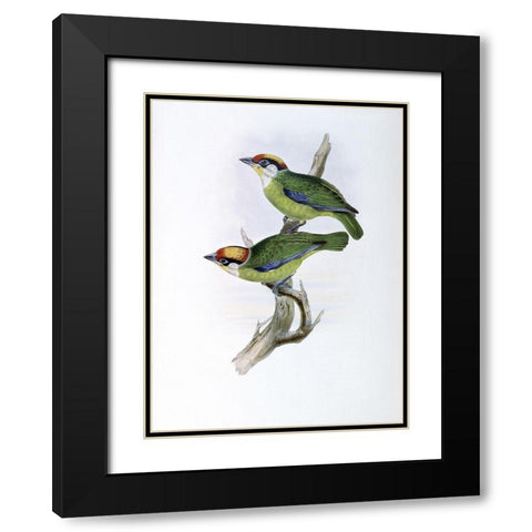 Franklins Barbet Black Modern Wood Framed Art Print with Double Matting by Gould, John