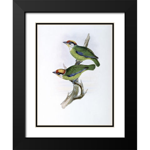 Franklins Barbet Black Modern Wood Framed Art Print with Double Matting by Gould, John