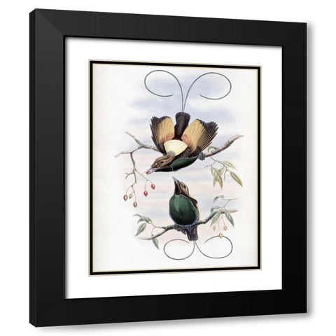 Golden-Winged Bird of Paradise Black Modern Wood Framed Art Print with Double Matting by Glover, John