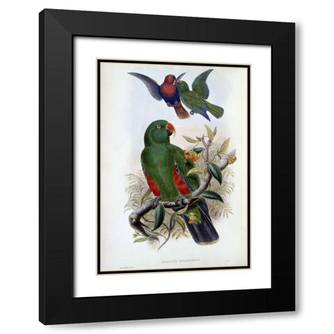Green Lory Black Modern Wood Framed Art Print with Double Matting by Glover, John