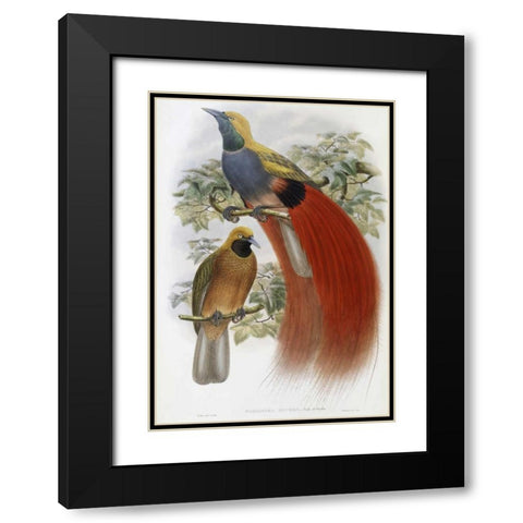 Grey-Chested Bird of Paradise Black Modern Wood Framed Art Print with Double Matting by Glover, John