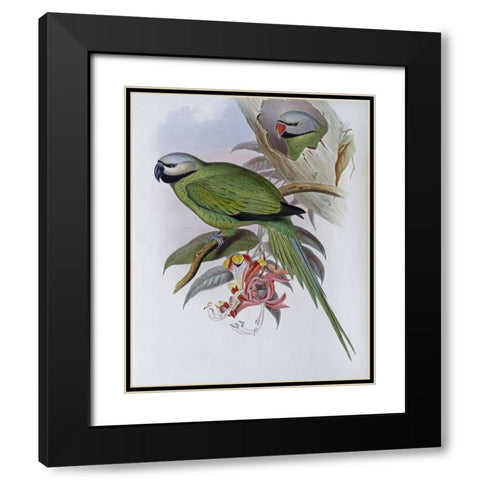 Grey-Headed Parakeet Black Modern Wood Framed Art Print with Double Matting by Gould, John
