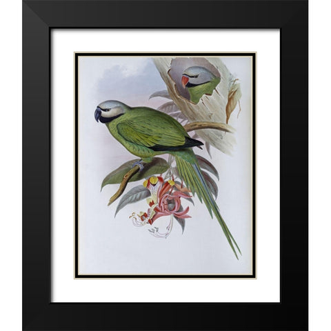 Grey-Headed Parakeet Black Modern Wood Framed Art Print with Double Matting by Gould, John
