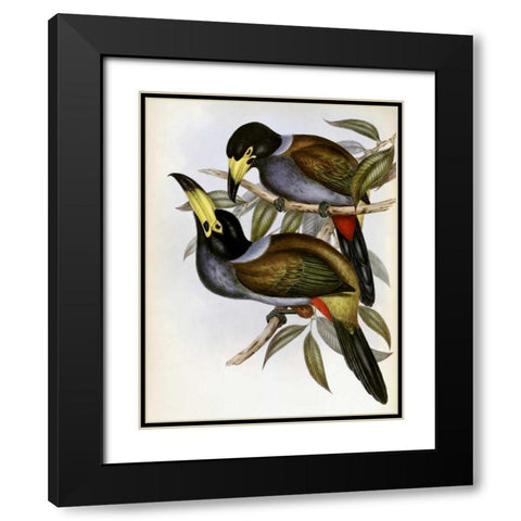 Hooded Hill Toucan Black Modern Wood Framed Art Print with Double Matting by Glover, John