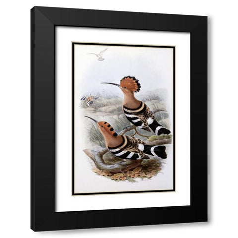 Indian Hoopoe Black Modern Wood Framed Art Print with Double Matting by Gould, John