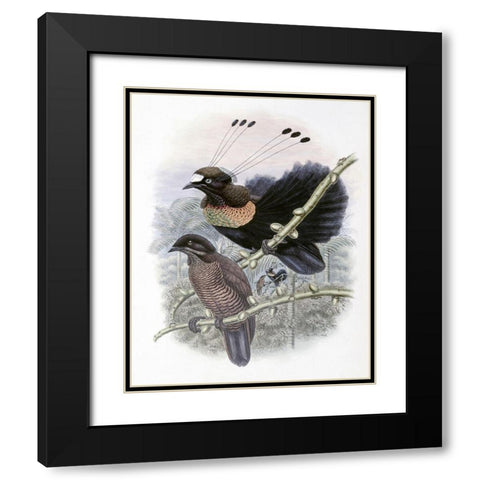 Lawes Bird of Paradise Black Modern Wood Framed Art Print with Double Matting by Gould, John