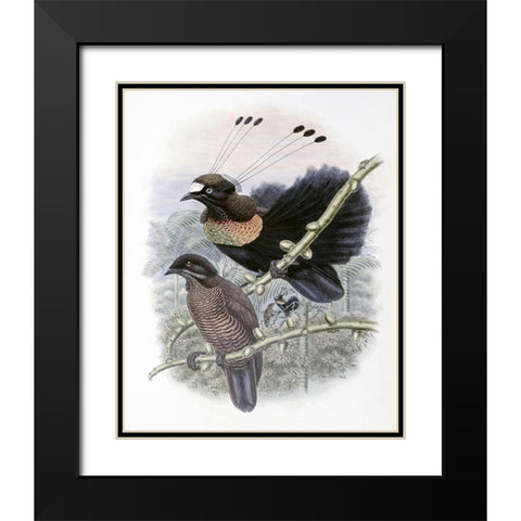 Lawes Bird of Paradise Black Modern Wood Framed Art Print with Double Matting by Gould, John