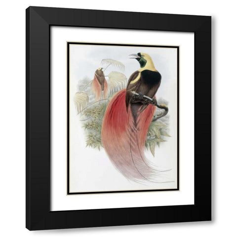 Marquis De Raggis Bird of Paradise Black Modern Wood Framed Art Print with Double Matting by Glover, John