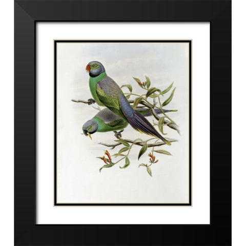 Mrs. Layards Parakeet Black Modern Wood Framed Art Print with Double Matting by Glover, John