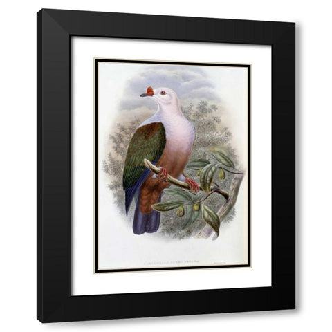 New-Ireland Fruit-Pigeon Black Modern Wood Framed Art Print with Double Matting by Glover, John