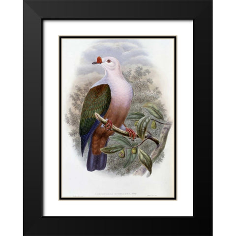 New-Ireland Fruit-Pigeon Black Modern Wood Framed Art Print with Double Matting by Glover, John