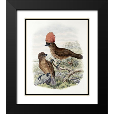 Orange-Crested Bower-Bird Black Modern Wood Framed Art Print with Double Matting by Gould, John