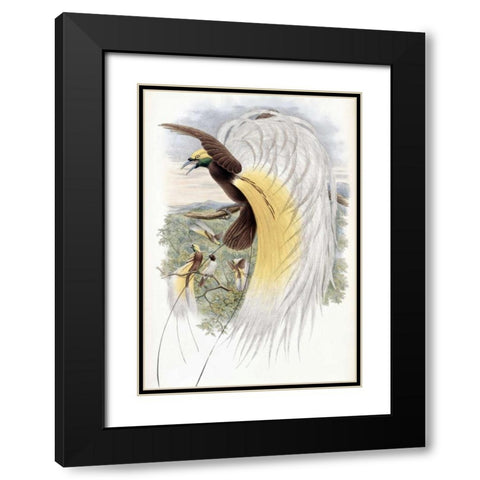 Papuan Bird of Paradise Black Modern Wood Framed Art Print with Double Matting by Glover, John