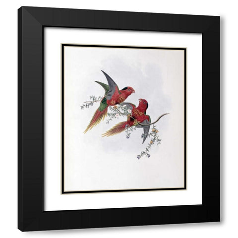 Pectoral Lorikeet Black Modern Wood Framed Art Print with Double Matting by Glover, John