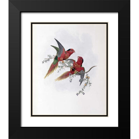 Pectoral Lorikeet Black Modern Wood Framed Art Print with Double Matting by Glover, John
