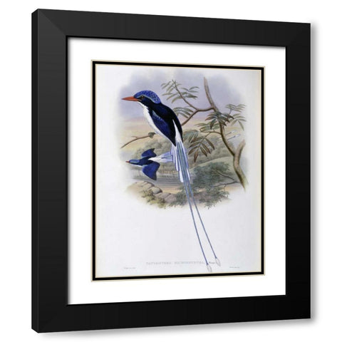Port-Moresby Racket-Tailed Kingfisher Black Modern Wood Framed Art Print with Double Matting by Glover, John