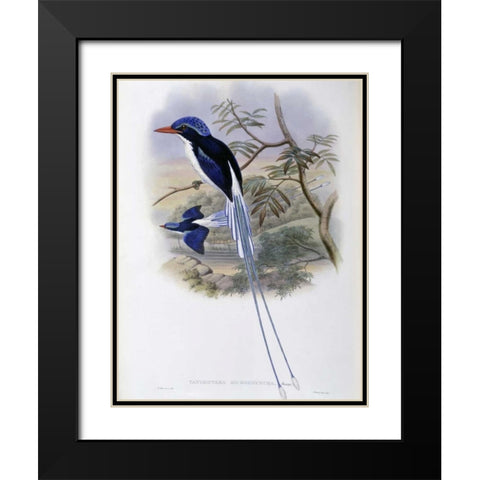 Port-Moresby Racket-Tailed Kingfisher Black Modern Wood Framed Art Print with Double Matting by Glover, John