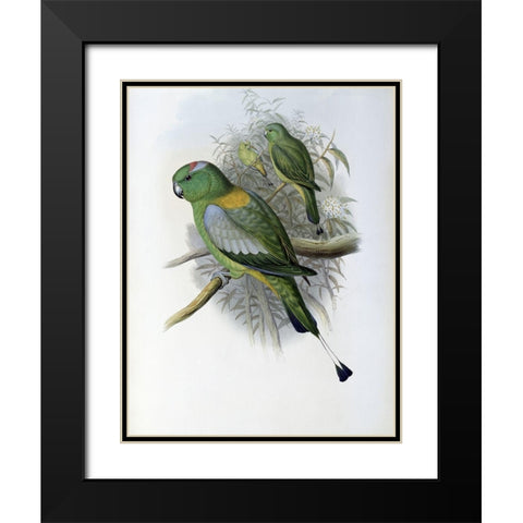 Racket-Tailed Parrot Black Modern Wood Framed Art Print with Double Matting by Gould, John