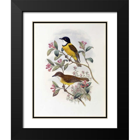 Ramsays Thickhead Black Modern Wood Framed Art Print with Double Matting by Glover, John