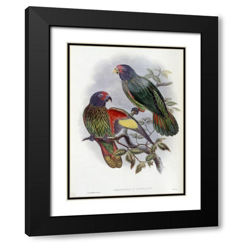 Red-Fronted Lory Black Modern Wood Framed Art Print with Double Matting by Gould, John