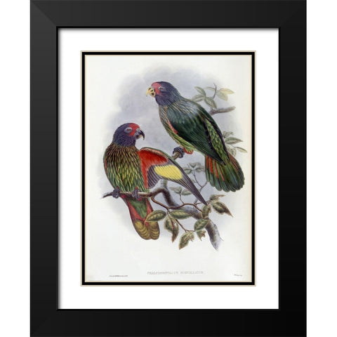 Red-Fronted Lory Black Modern Wood Framed Art Print with Double Matting by Gould, John