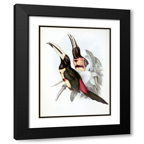 Red-Rumped Aracari (Toucan) Black Modern Wood Framed Art Print with Double Matting by Gould, John
