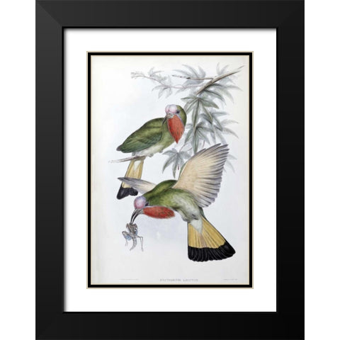 Red-Throated Nyctiornis Black Modern Wood Framed Art Print with Double Matting by Glover, John