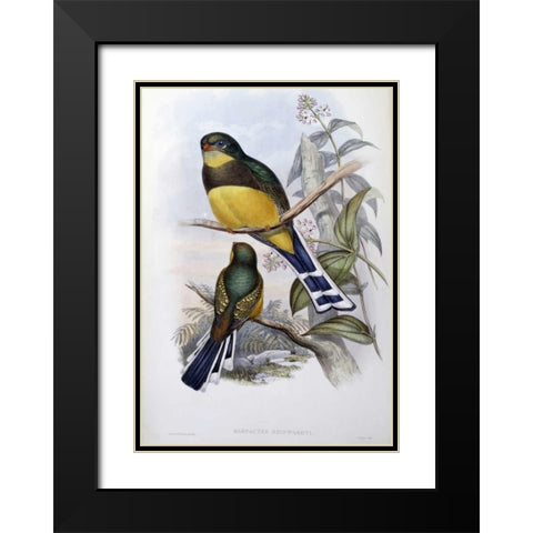 Reinwardts Trogon Black Modern Wood Framed Art Print with Double Matting by Glover, John