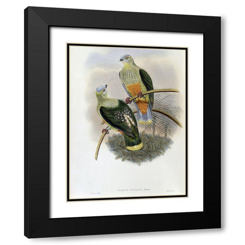 Richards Fruit-Pigeon Black Modern Wood Framed Art Print with Double Matting by Gould, John