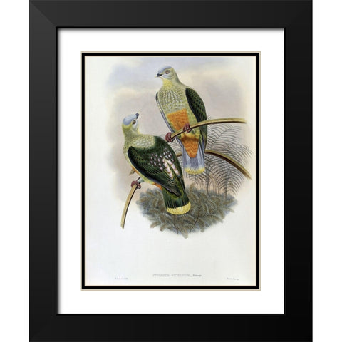 Richards Fruit-Pigeon Black Modern Wood Framed Art Print with Double Matting by Gould, John