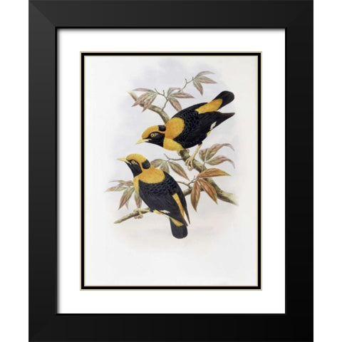 Robertsons Starling Black Modern Wood Framed Art Print with Double Matting by Glover, John