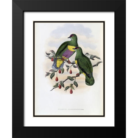 Solomon-Island Fruit-Pigeon Black Modern Wood Framed Art Print with Double Matting by Gould, John