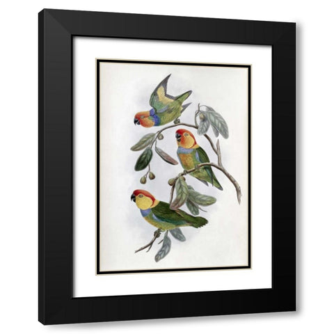Southern Ring Perroquet Black Modern Wood Framed Art Print with Double Matting by Glover, John