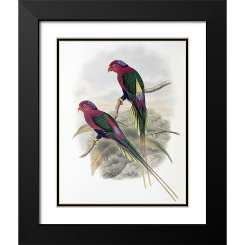 Stella Parakeet Black Modern Wood Framed Art Print with Double Matting by Glover, John