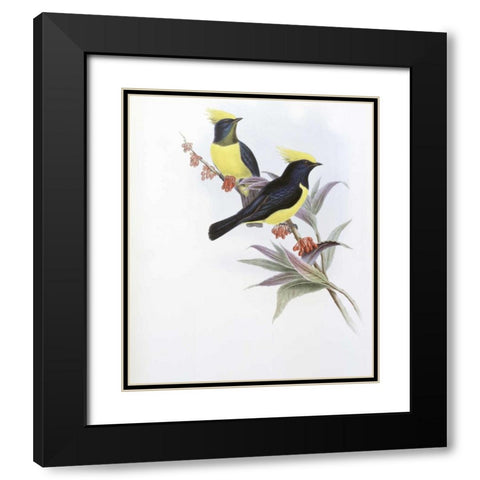 Sultan Tit Black Modern Wood Framed Art Print with Double Matting by Glover, John