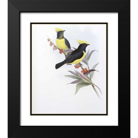 Sultan Tit Black Modern Wood Framed Art Print with Double Matting by Glover, John