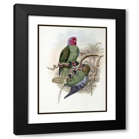 Tenimber Parrot Black Modern Wood Framed Art Print with Double Matting by Glover, John