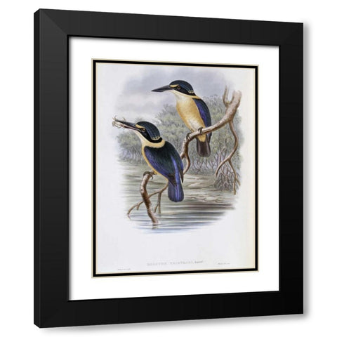 Tristrams Kingfisher Black Modern Wood Framed Art Print with Double Matting by Glover, John