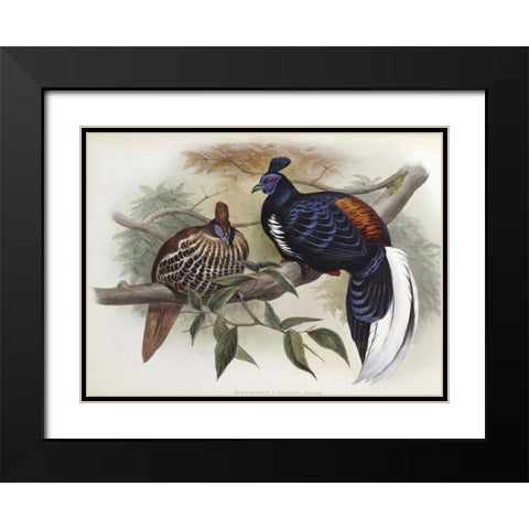 Vieillots Fireback Black Modern Wood Framed Art Print with Double Matting by Glover, John