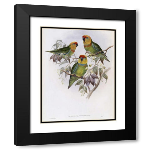 Western Perroquet Black Modern Wood Framed Art Print with Double Matting by Glover, John