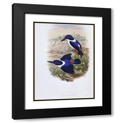 White-Backed Kingfisher Black Modern Wood Framed Art Print with Double Matting by Gould, John