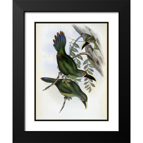 White-Banded Groove-Bill - Toucan Black Modern Wood Framed Art Print with Double Matting by Glover, John