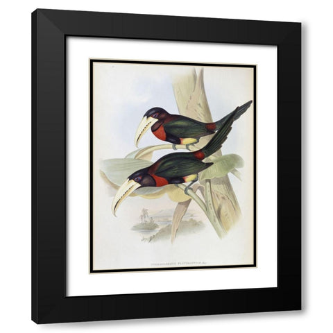 Yellow-Billed Aracari (Toucan) Black Modern Wood Framed Art Print with Double Matting by Gould, John