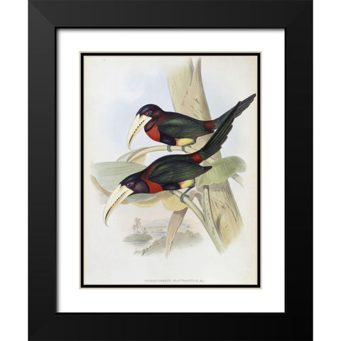 Yellow-Billed Aracari (Toucan) Black Modern Wood Framed Art Print with Double Matting by Gould, John