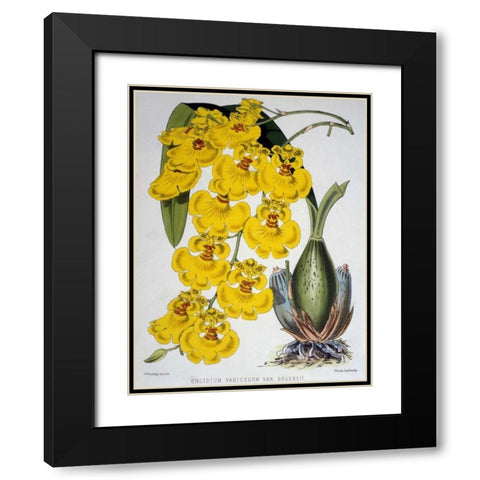 Oncidium Varicosum Var. Rogers II Black Modern Wood Framed Art Print with Double Matting by Jennings, Samuel