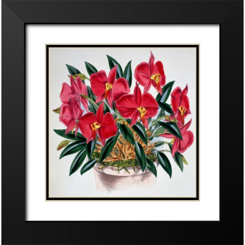 Sophronitis Grandiflora Black Modern Wood Framed Art Print with Double Matting by Jennings, Samuel