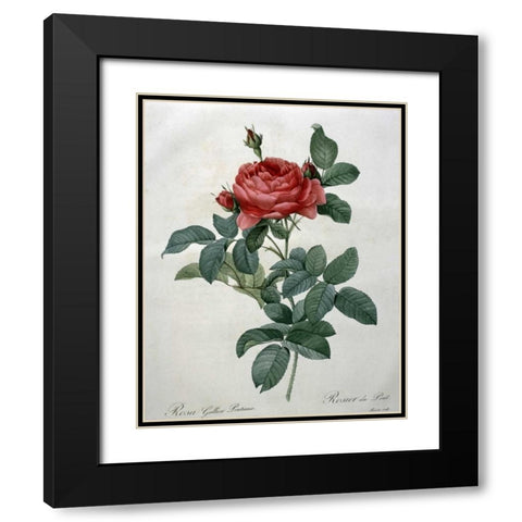 Rosa Gallica - Pontiana Black Modern Wood Framed Art Print with Double Matting by Redoute, Pierre Joseph
