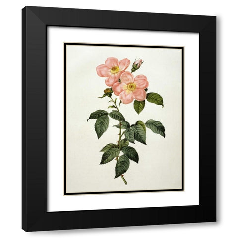 Rosa Indica Frangras - Flora Simplici Black Modern Wood Framed Art Print with Double Matting by Redoute, Pierre Joseph